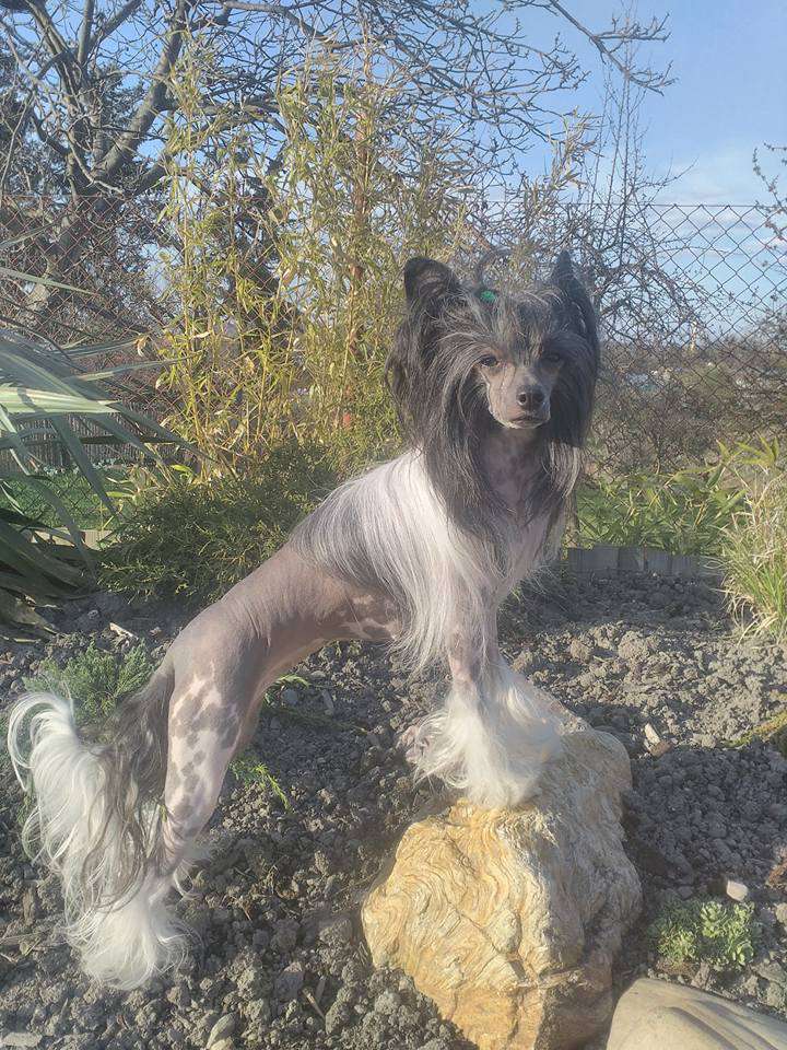 Josephine Bos Bohemia