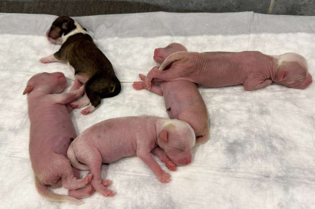 Incanto Del Mondo Twitter