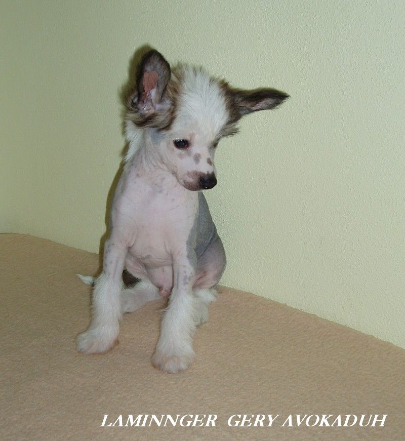 Laminnger  Gery  Avokaduh