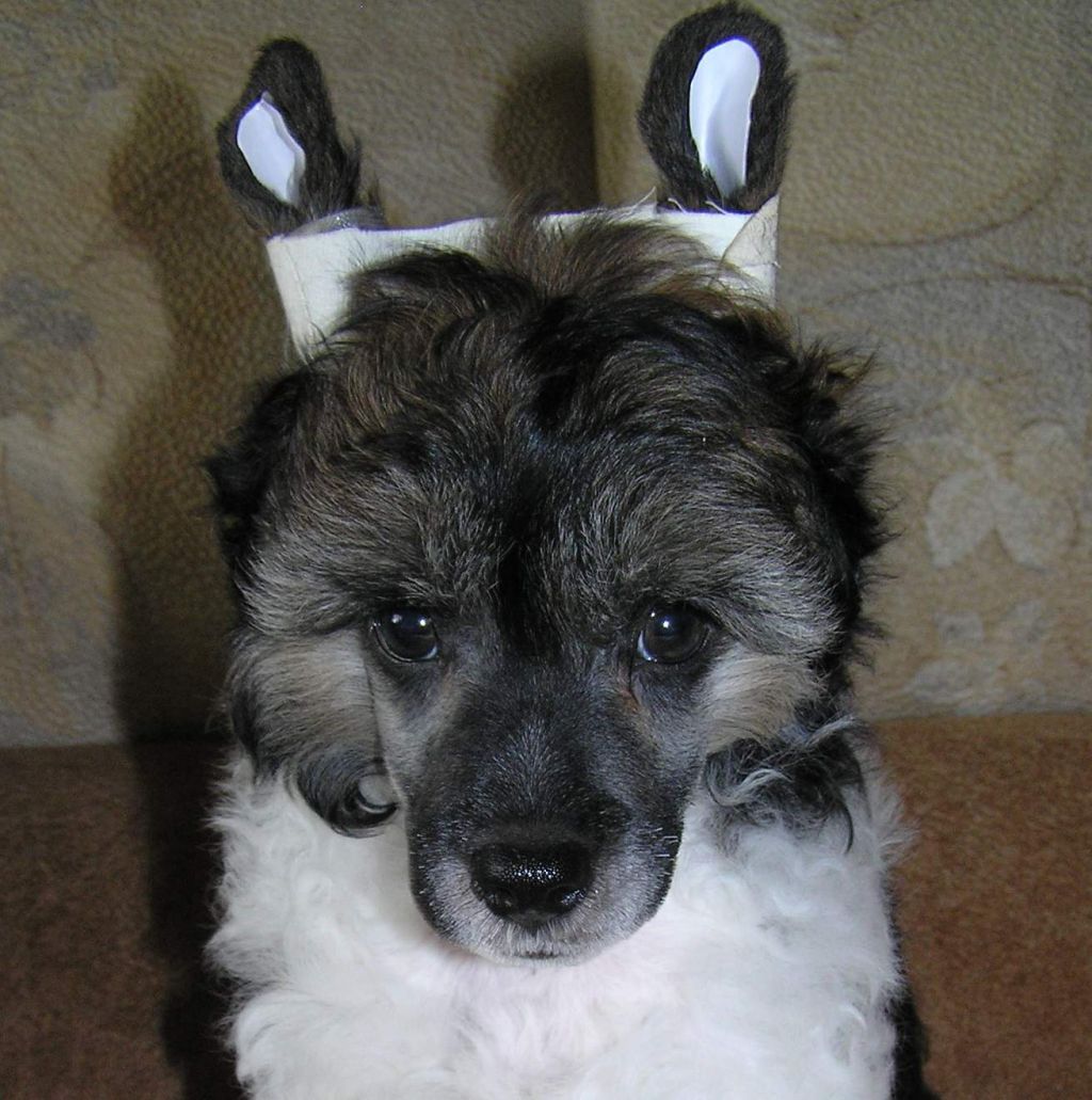 Leon Fleur De Lis Fabian