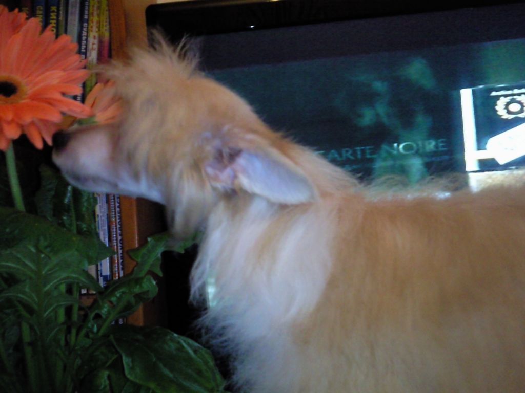 Alvine Band Royal Flush 