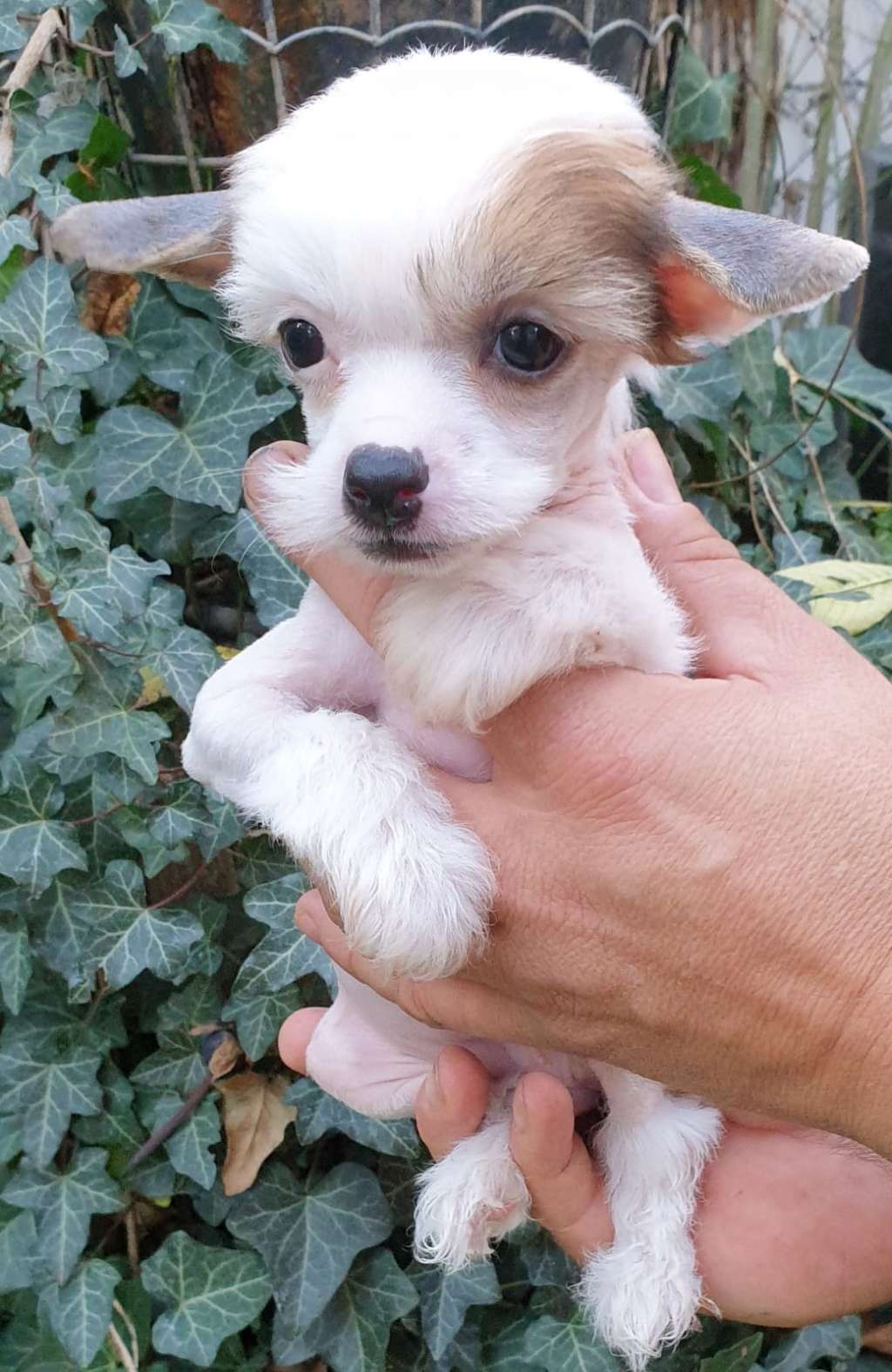 Diamanta Mia Vita Felicita