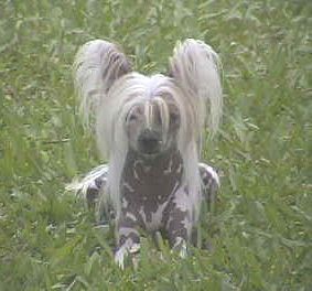 Shambhala's Unique Ponpon