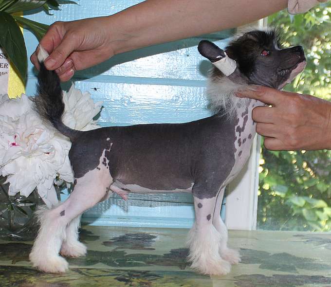 Angel O' Check Mustang