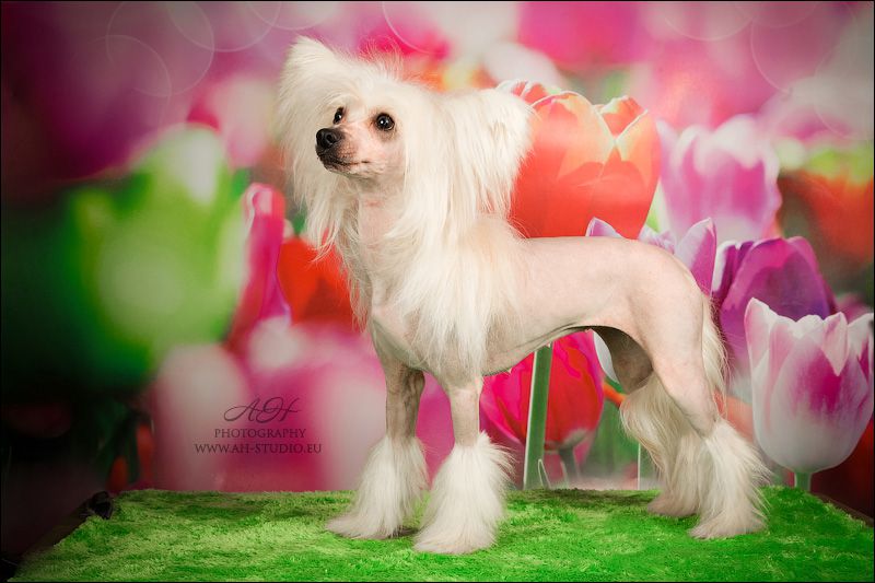 Rouber Balt Versace White