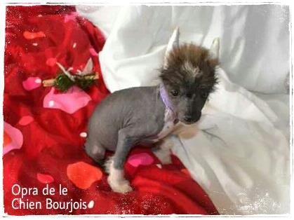 Oprah de le Chien Boujrois