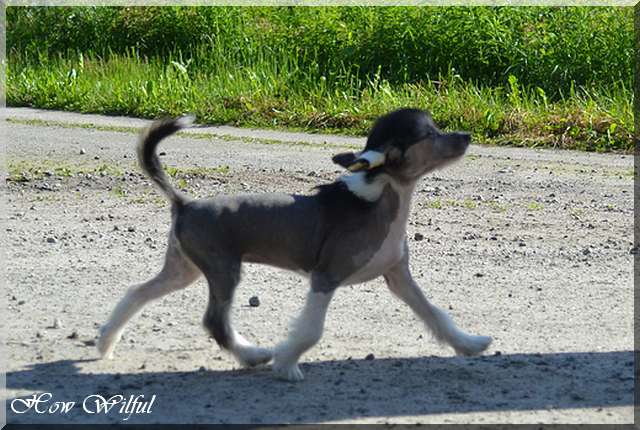 How Wilful Chinese Trouble