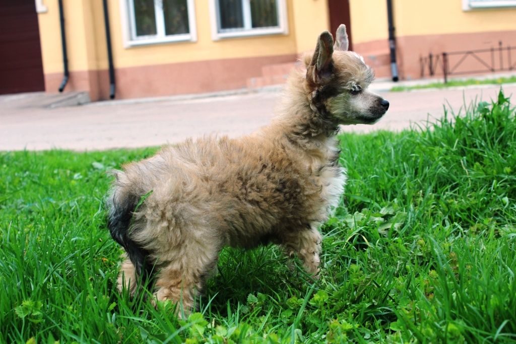 Zoltan Cai Miracolo Dell'anima