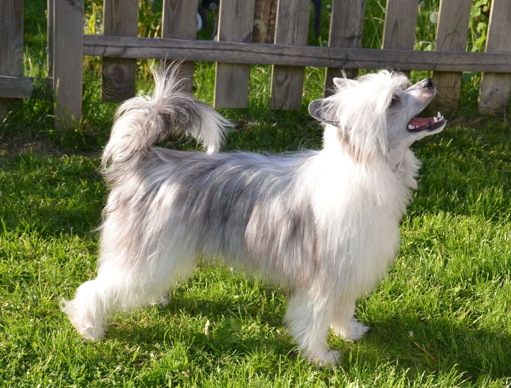 Xodix Classic Zaar For Future Dream