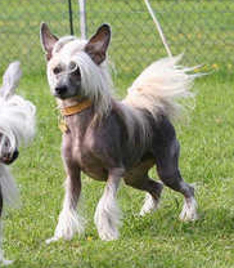 Franky von den Windpferden