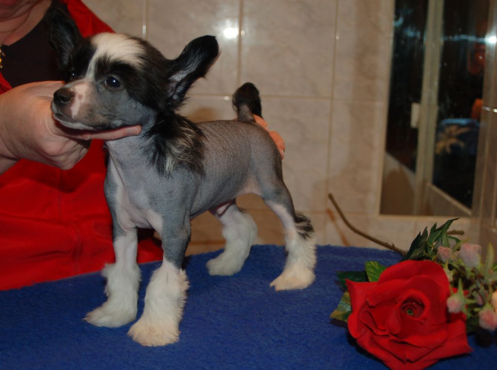 De La Mahafu's Let's Hendrix