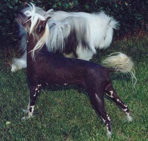 Crestars Wuzznt Fuzzy Wuz He