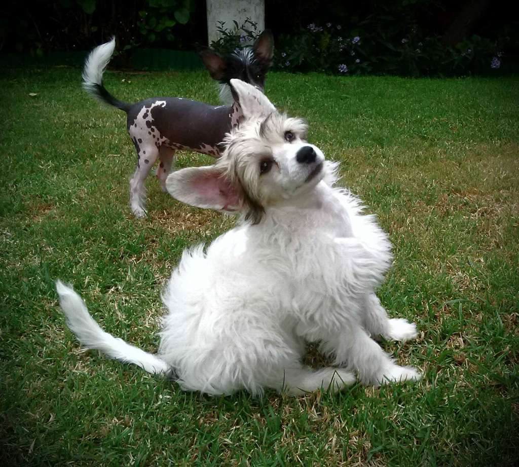 LaLunaBlu Luna At Sunbrilliant