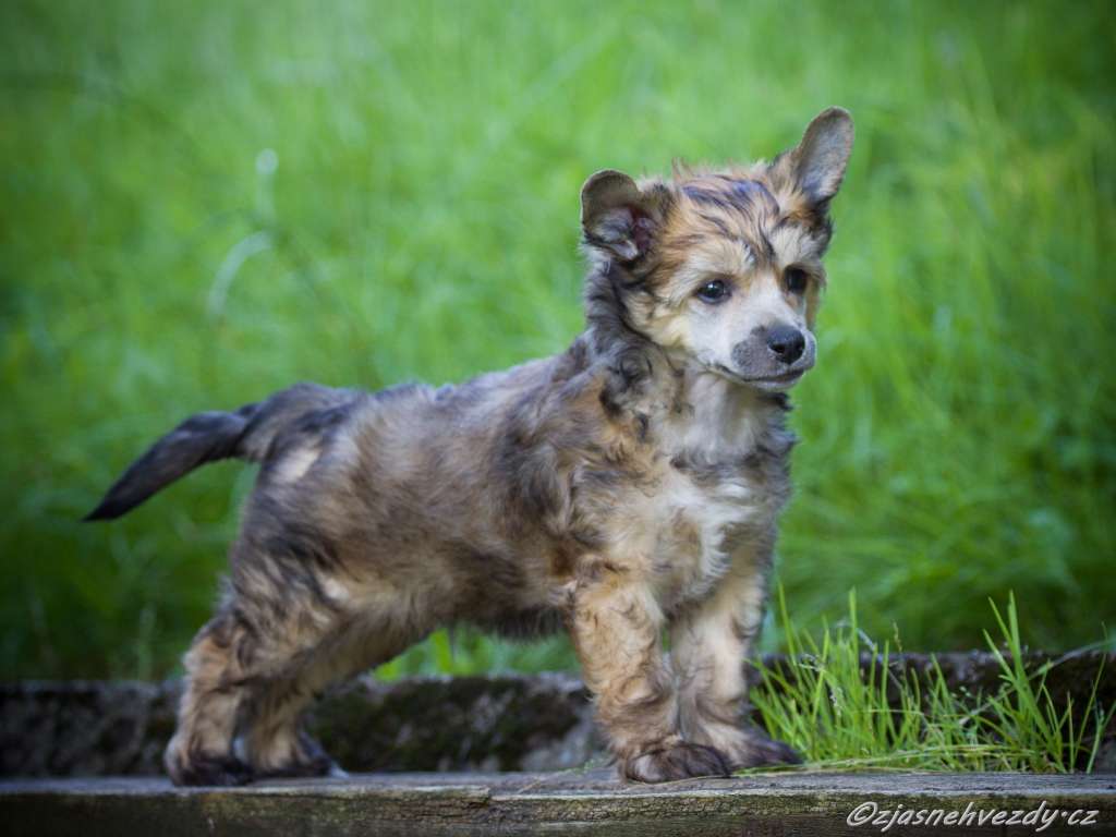 Xaver z Jasne hvezdy