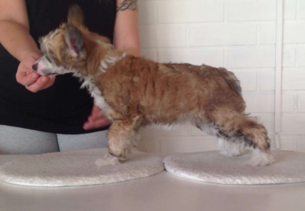 Mamres Divine Caroline