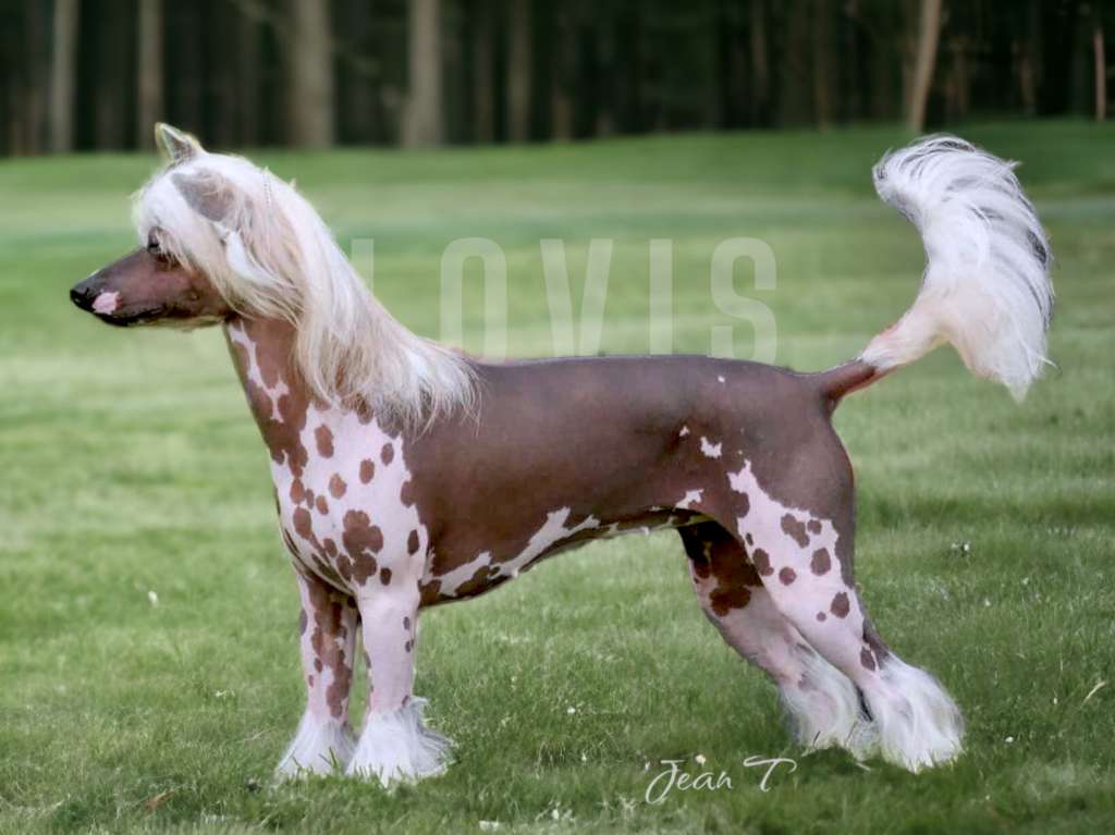 Oblivion Horizon Zero Dawn