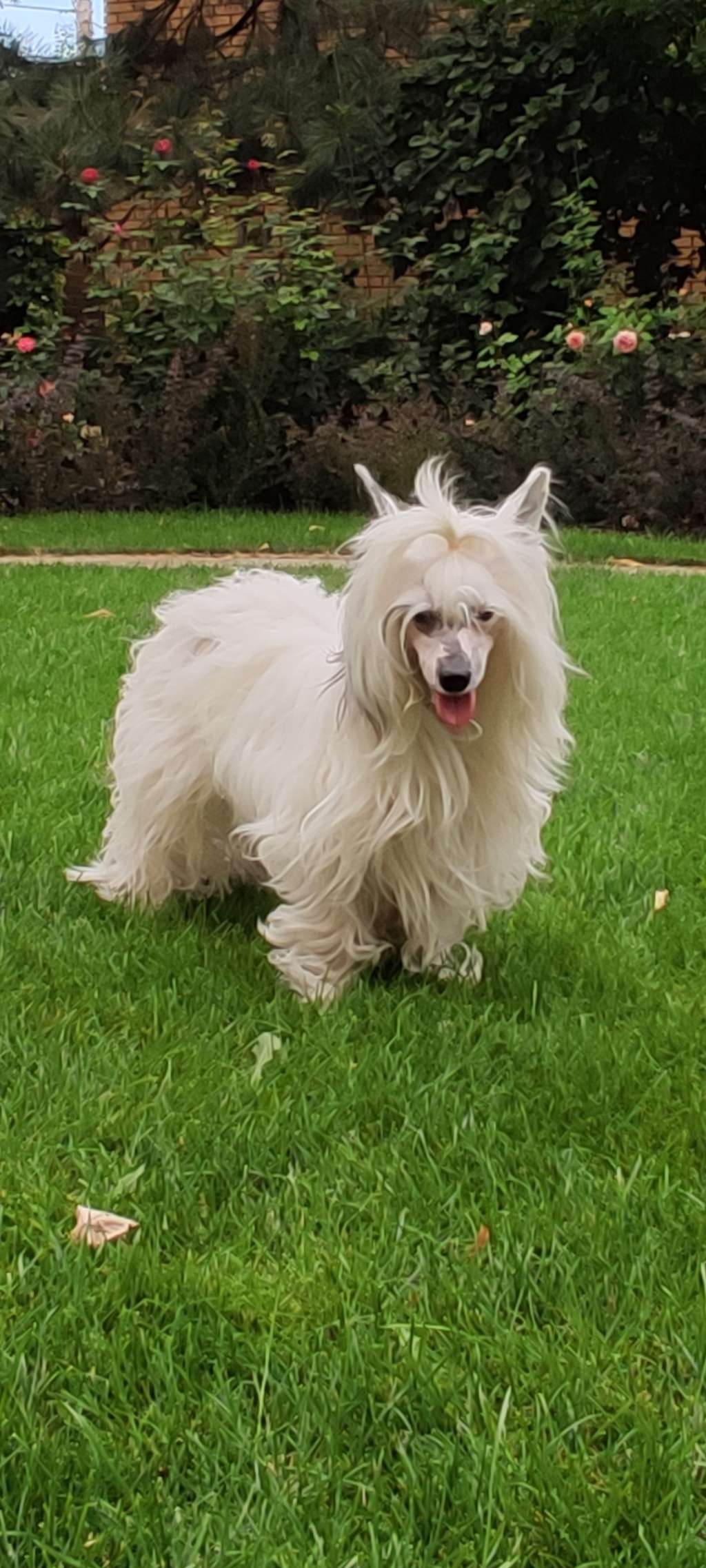 Bristol Cherished Dream