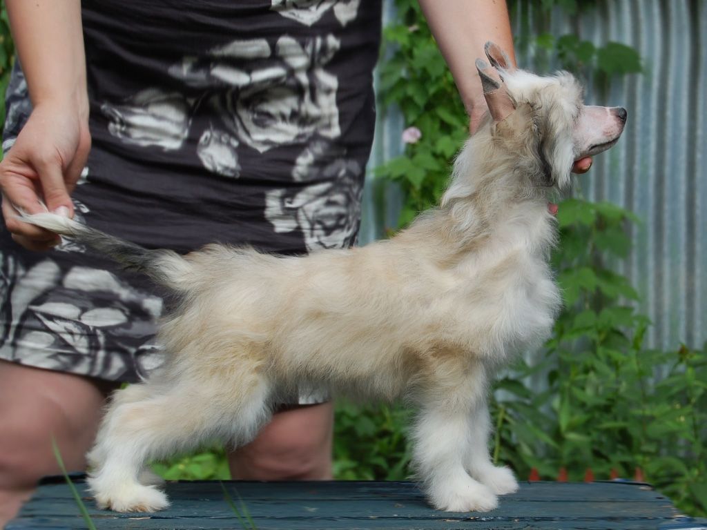 True Magnifisen Holly Doly