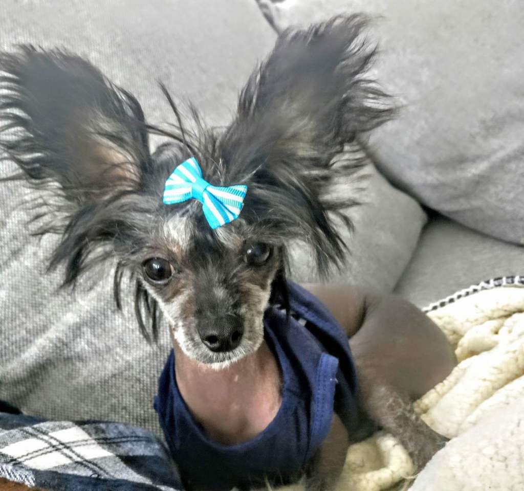 Pride of the night Barni