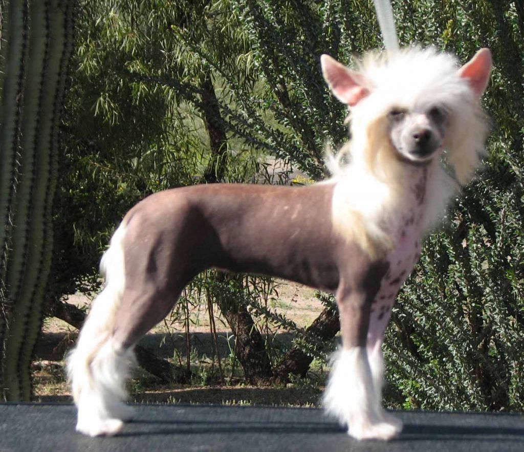 Crest-Vue's Sweet Treat at Creekside