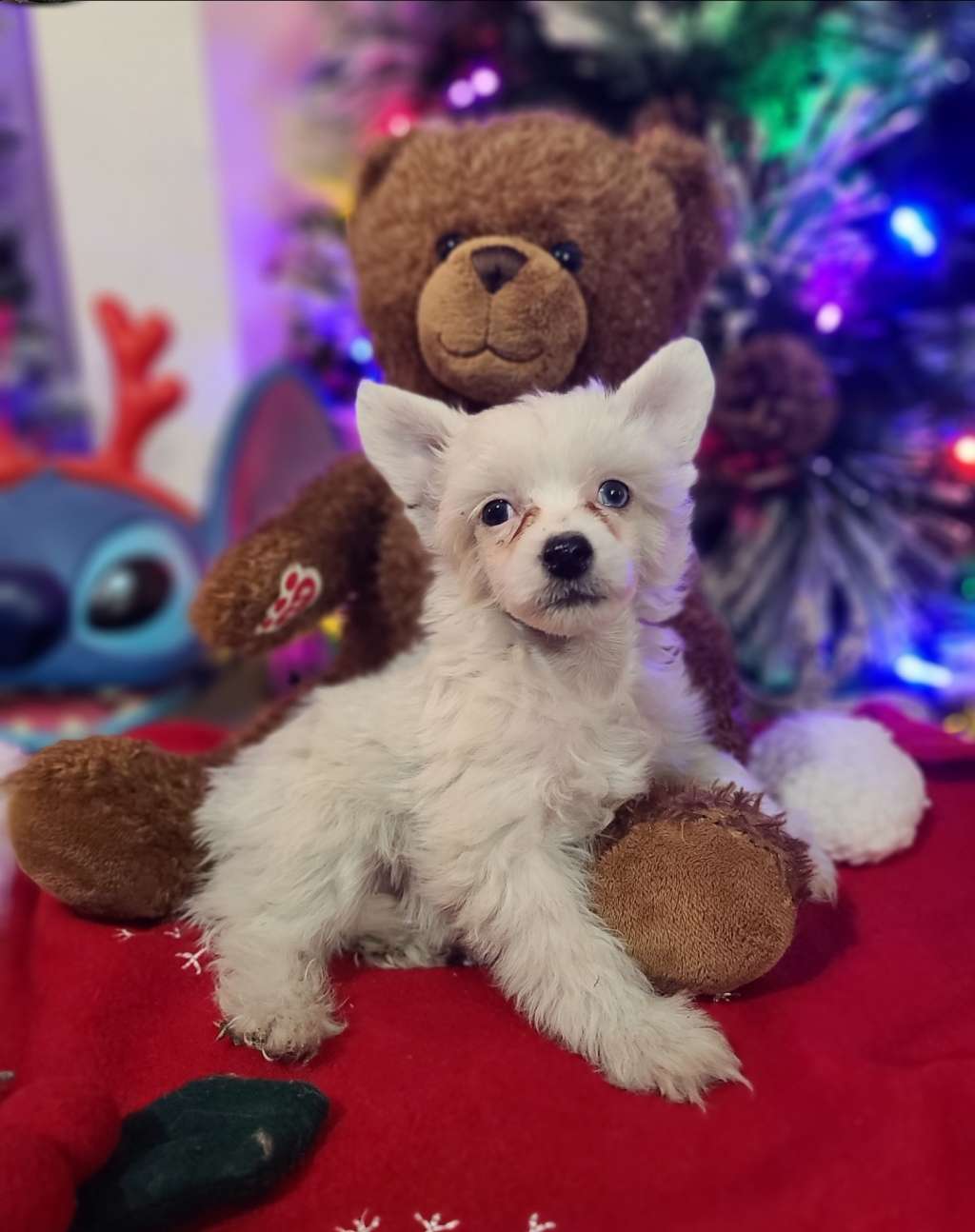 Long Haul's Heartbreaker Foolish Pride