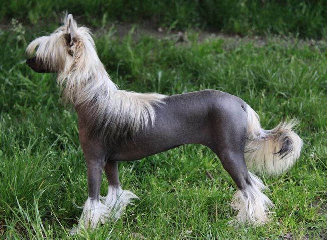 Mysterious Mind of Roxy's Pride