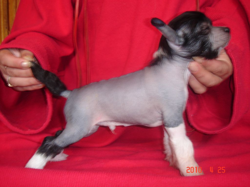 Emmet Dark Prince Angel's Rose