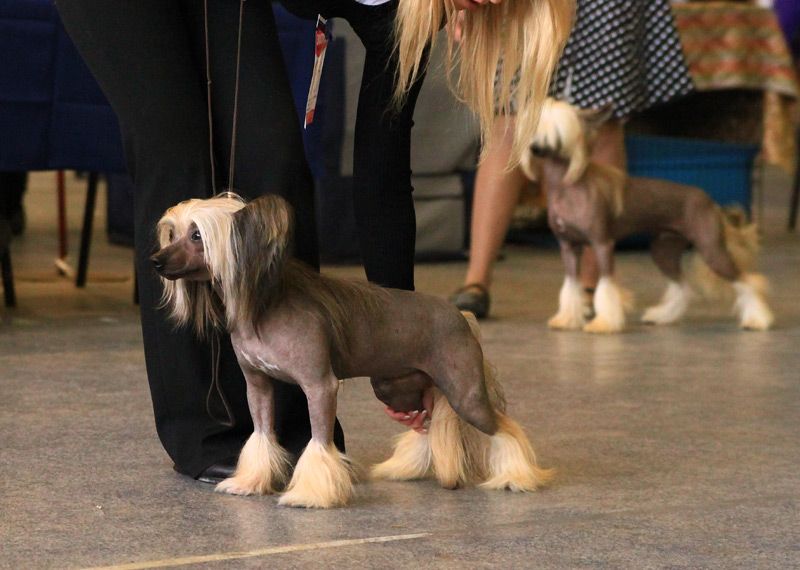 Kristal Yaniry Rousseau