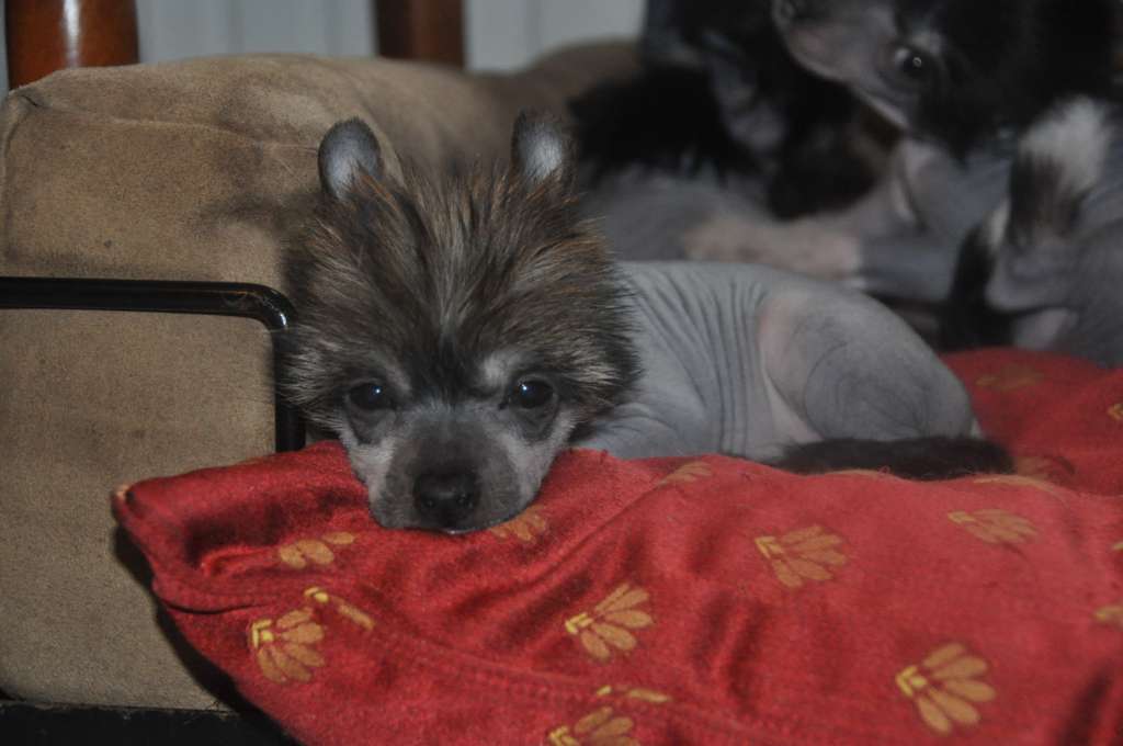 Libellule Little Champs