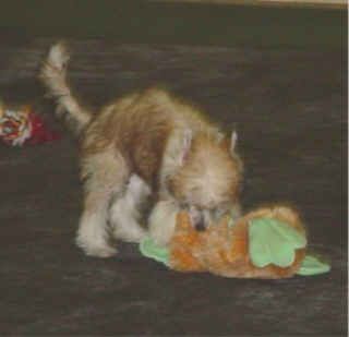 Mengshi'sInsufferableKnowitall