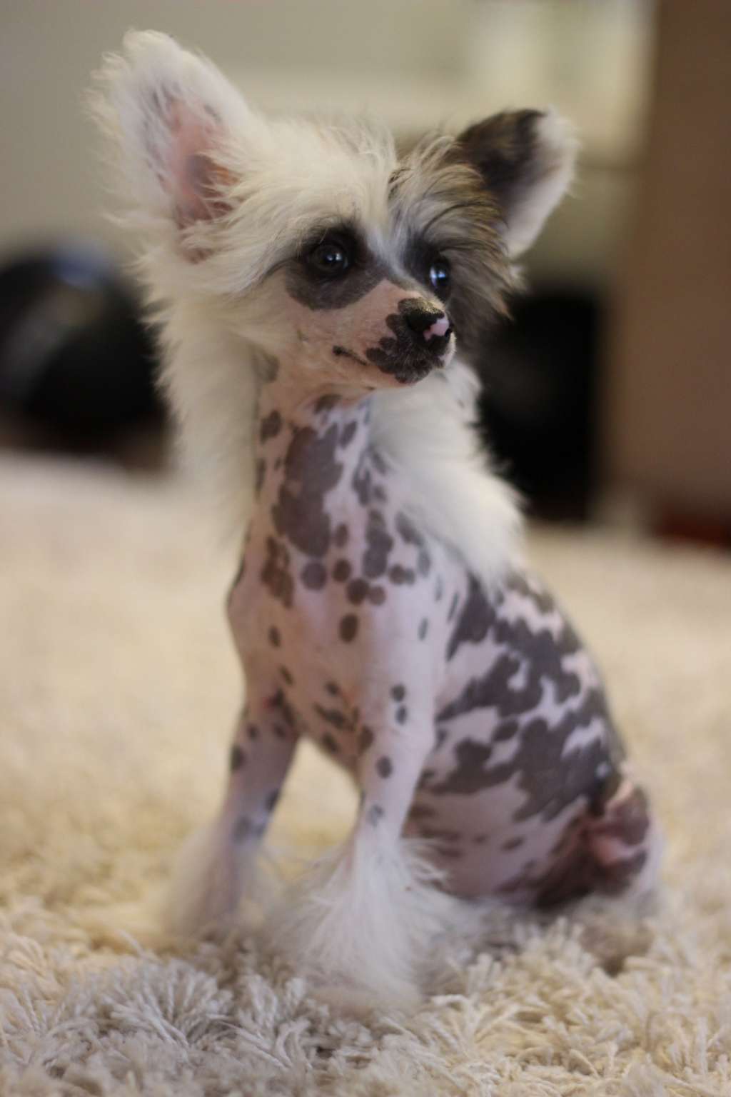 Mooncrystal's Ego To Go