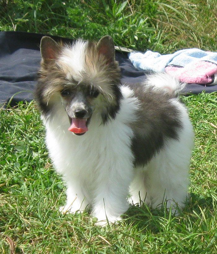 Angel O' Check Milalika