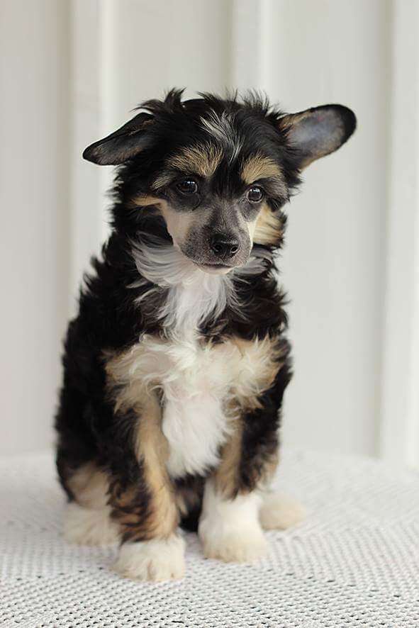 Drömtorpet's Roomie hard as Onyx