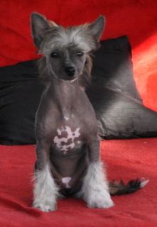 Dogtrix Hispiga Harriet