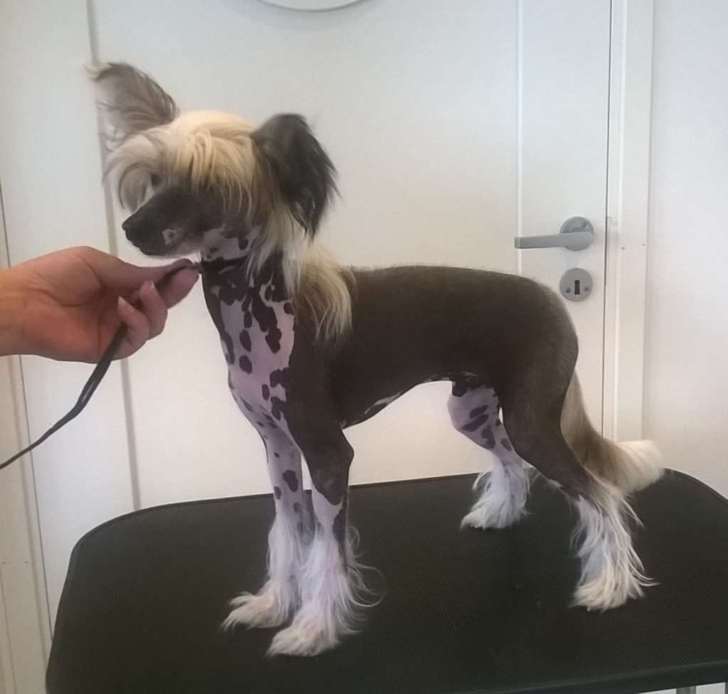 Tailswing's A Great Adventurer