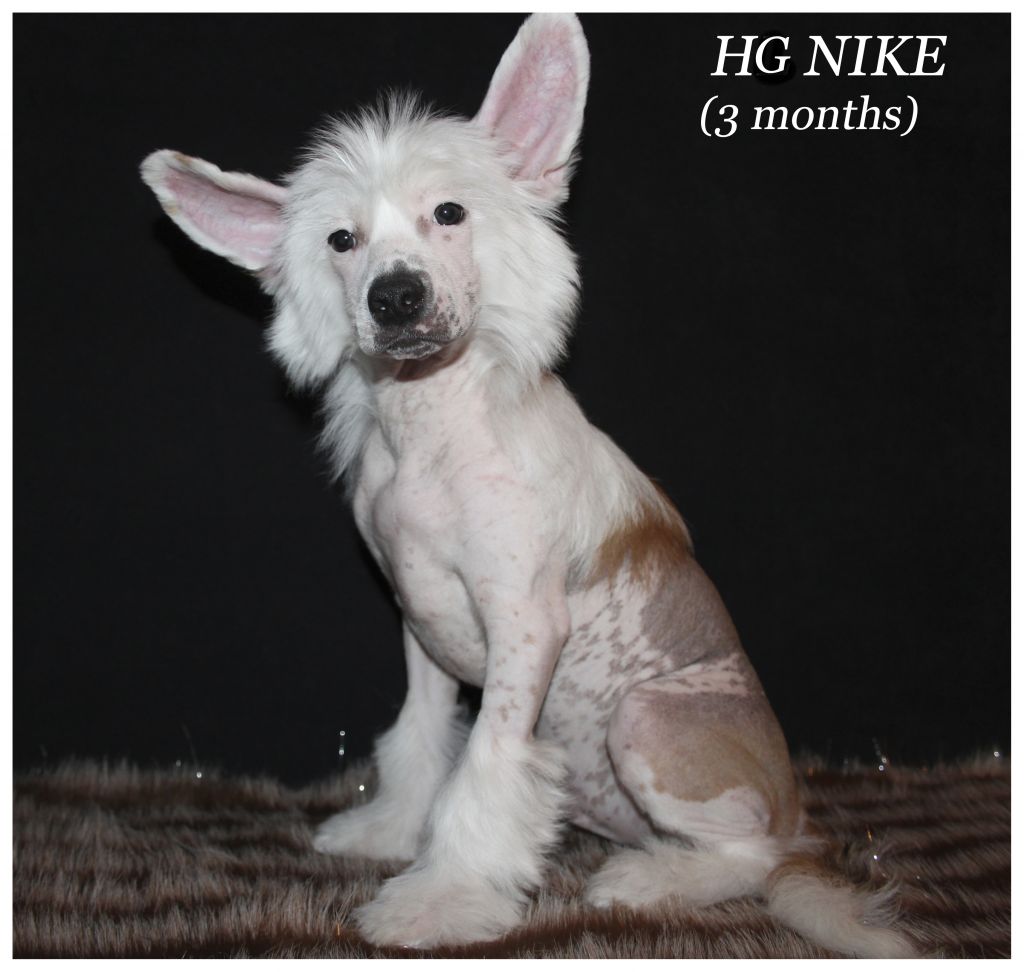 Hohlatiy glamour Nike