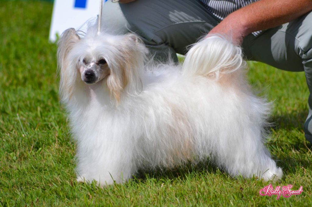 Aura Polaris Od Sisaku