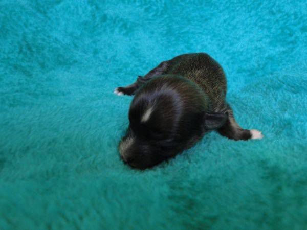 Burning Sun Top Orient