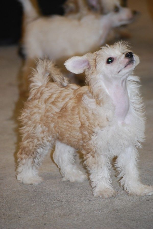 Stormcrest Million Dollar baby