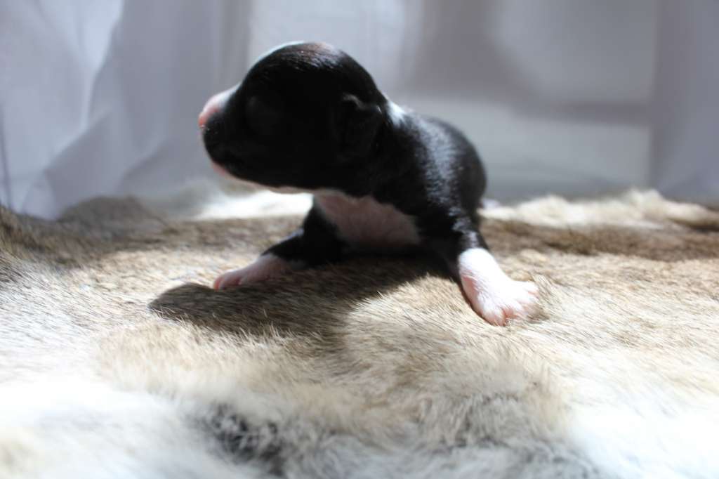 Hottie Tots Drop Dead Gorgeous