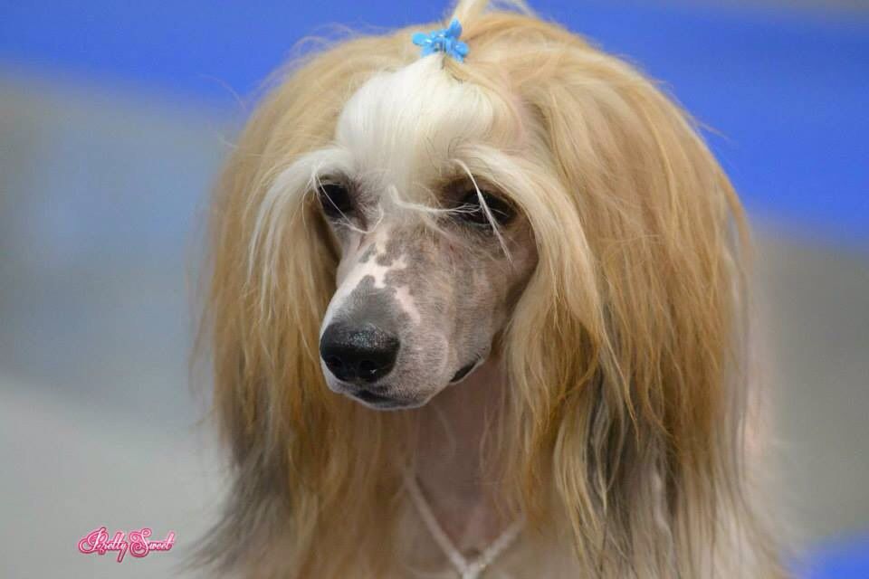 Elie Josh  Plysovy pritel