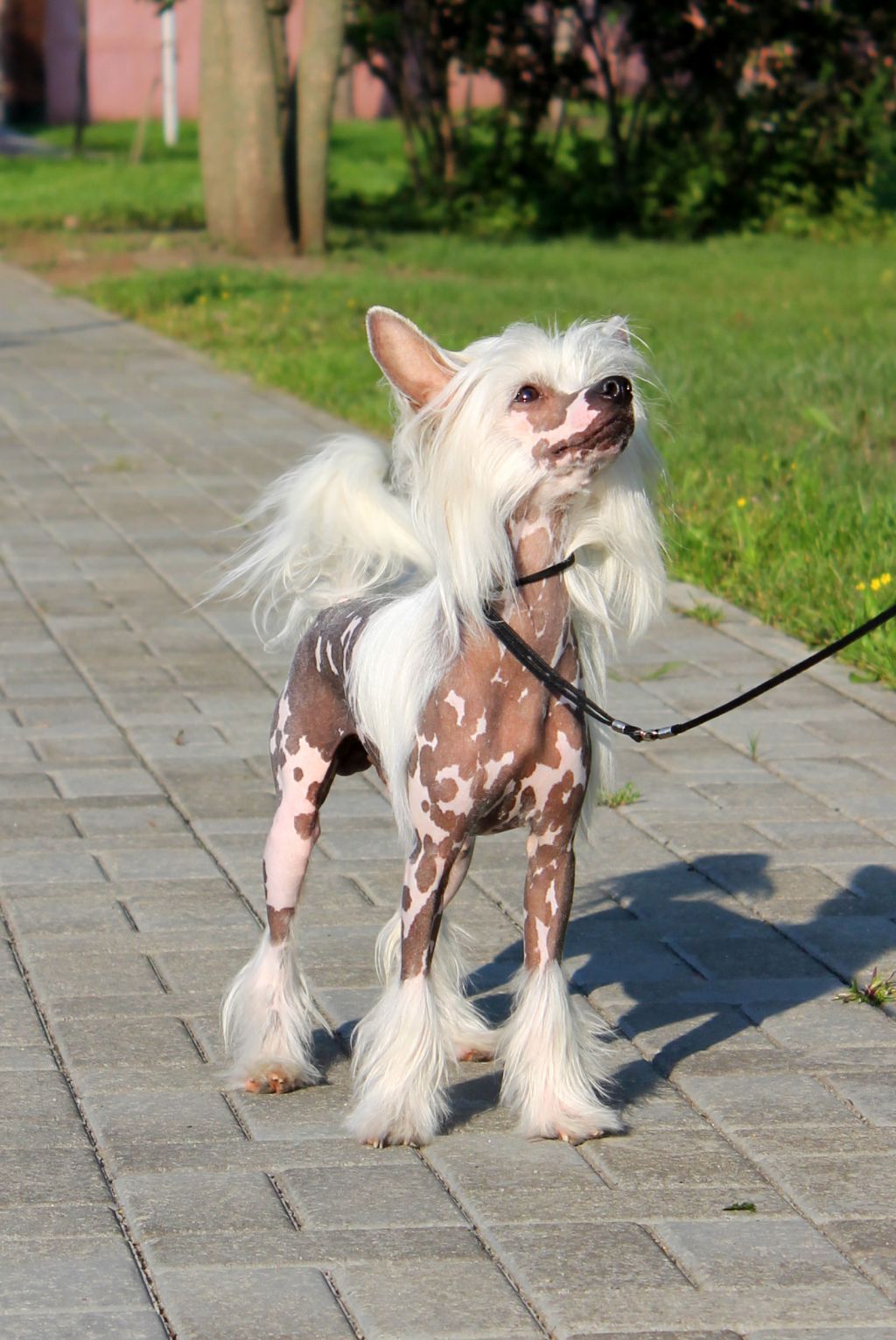 Variant ot Volnogo Psa