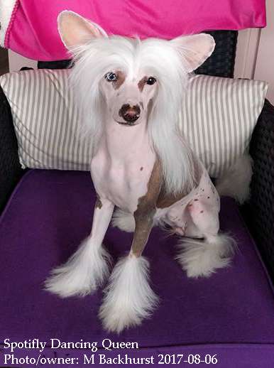 Spotifly Dancing Queen