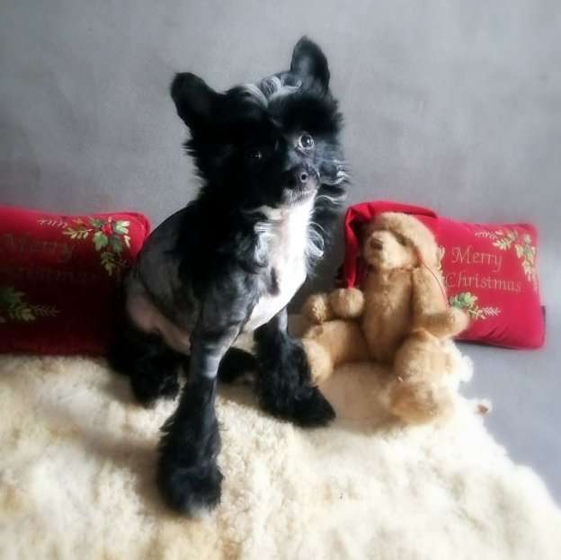 Hello Jack Zaczarowany Flet