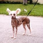 Unicorn's Sweet Goddess of Love