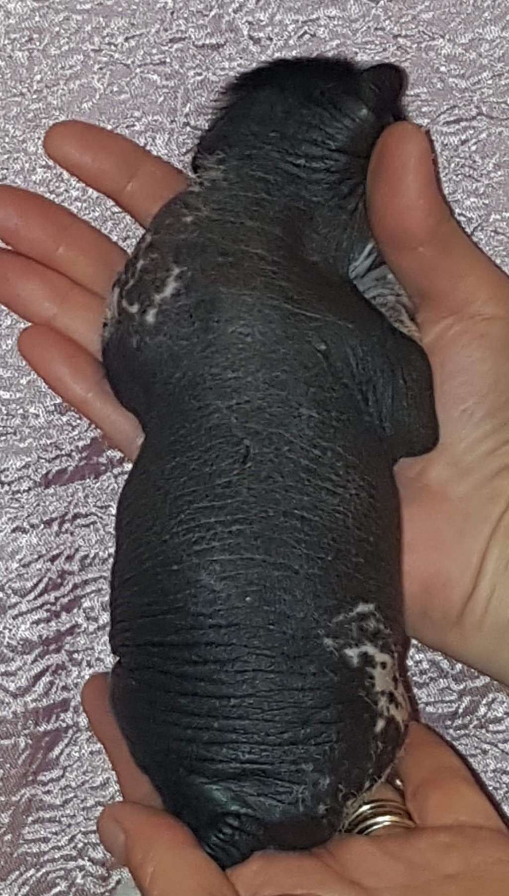 Andrakebyn's Hogun The Grim