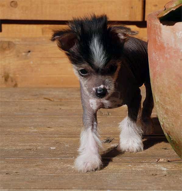 Imperial Of Danger Bayjuma