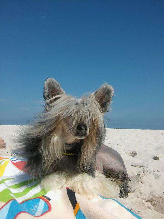 Orfeus Exotic World FCI