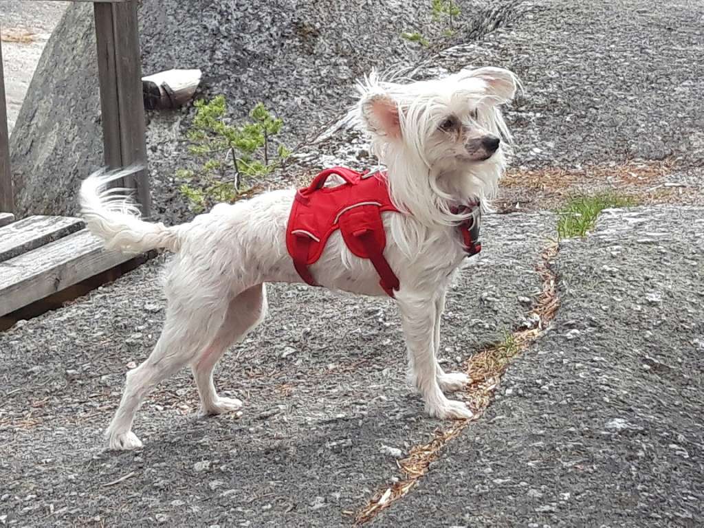 Spotifly Dare La La La