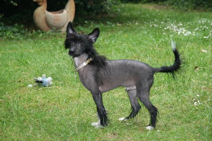 Zoom of Onyx von Shinbashi